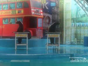 Bertemu Singa Laut Pintar di Batu Secret Zoo