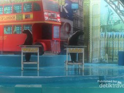 Bertemu Singa Laut Pintar di Batu Secret Zoo