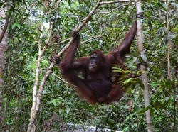 Bertemu Tom, Raja Orangutan di Tanjung Puting