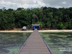 Bertemu Ubur-ubur Langka di Pulau Kakaban