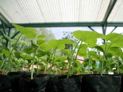 Bertetangga dengan Megawati Soekarno Putri di Papua