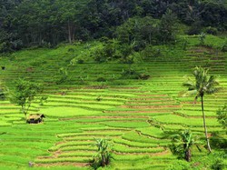 Bertualang ala Indiana Jones di Curug Cileat, Subang