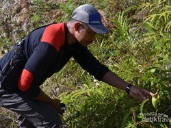 Bertualang Berburu Nepenthes di Lereng Gunung Rorekatimbu, Poso