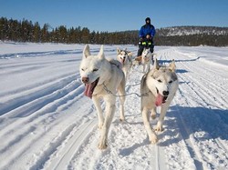 Bertualang di Salju dengan Si Anjing Gagah Siberian Husky