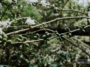 Biar Semangat, Ngopi Dulu di Gunung Puntang