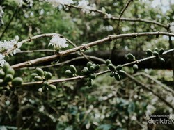 Biar Semangat, Ngopi Dulu di Gunung Puntang