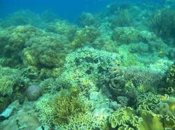 Bidadari yang Cantik di Labuan Bajo