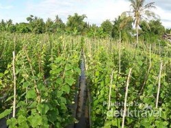 Bikin Kangen Rumah, Cerita dari Meureudu Aceh