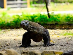 Bisa! Liburan di Pulau Komodo Naik Kapal Phinisi
