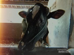 Boyolali Si Kota Susu