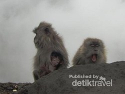 Brrr! Monyet Juga Kedinginan di Rinjani
