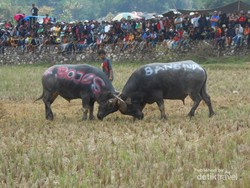 Bukan Adu Domba, Ini Adu Kerbau