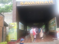 Bukan Afrika, Ini di Batu Secret Zoo