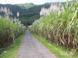 Bukan Bali, Ini Teras Sawah di Trenggalek