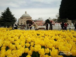 Bukan Belanda, Aslinya Bunga Tulip dari Negara Ini