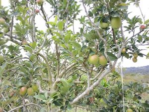 Bukan Cuma Kopi, Aceh Juga Punya Kebun Apel