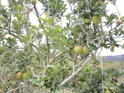 Bukan Cuma Kopi, Aceh Juga Punya Kebun Apel
