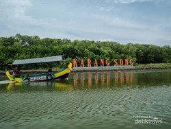 Bukan Cuma Mangga, Indramayu Juga Punya Hutan Mangrove