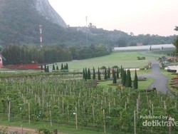 Bukan di Eropa, Kebun Anggur Ini Ada di Negara Tetangga