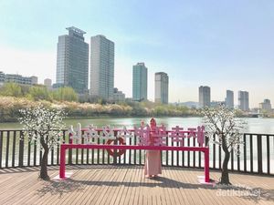 Bukan di Jepang, Ini Sakura di Korea Selatan