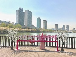 Bukan di Jepang, Ini Sakura di Korea Selatan