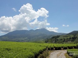 Bukan Lembang, Ini Kebun Teh Cantik di Solok
