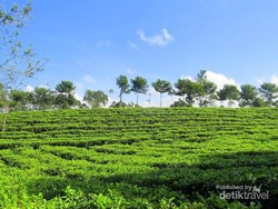 Bukan Puncak, Ini Kebun Teh Tanjung Sari di Wonosobo