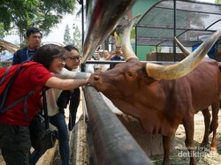 Bukan Sapi Biasa, Inilah Watusi dari Afrika