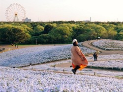 Bukit Penuh Bunga Instagenic di Jepang: Hitachi Seaside Park