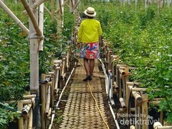 Bunga-Bunga Cantik di Grace Rose Farm Lembang