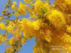 Bunga-Bunga Cantik Ini Bermekaran di Qatar