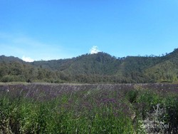 Bunga Ungu di Oro-oro Ombo Semeru Boleh Dipetik!