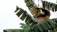 Burung Biawak di Sungai Mapilli