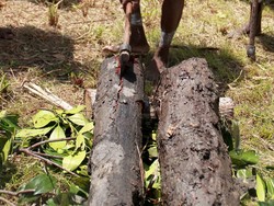 Cacing Bergigi Ini Jadi Camilan Warga Papua!