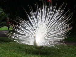 Cantiknya Burung Berwarna-warni di Bali Bird Park