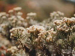 Cantiknya Gunung Lawu yang Terkenal Angker