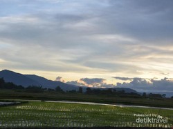 Cantiknya Sawah di Tepian Danau Toba