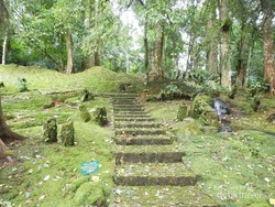 Cantiknya Taman Lumut dan Paku di Kebun Raya Cibodas