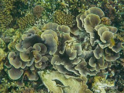 Cantiknya Terumbu Karang di Pulau Kodingareng Keke, Makassar