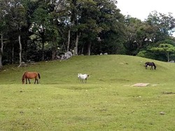 Cantiknya TTS, Selandia Baru dari Indonesia