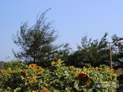 Cara Asyik Keliling Yogyakarta