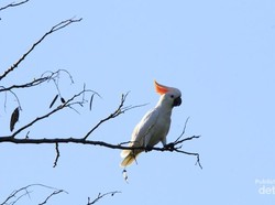 Cara Lain Nikmati Sumba: Birding
