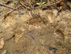 Cek Dulu Nih! Foto Tapak Kaki Badak Jawa