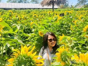 Cerah & Indah Taman Bunga Matahari di Kupang