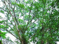 Cerita Magis dari Terowongan Pohon di Bali