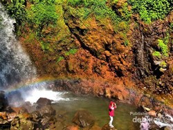 Ciherang, Primadona dari Bogor