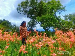 Coba Tebak, Taman Bunga Ini ada di Mana?