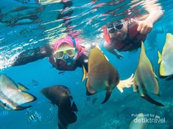 Cuma di Banyuwangi, Snorkelingnya di Rumah Apung