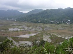 Cuma di Indonesia! Formasi Sawah Berbentuk Sarang Laba-laba