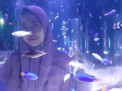 Cuma di Jakarta, Ada Akuarium Cantik Tapi di Dalam Mal